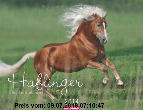 Gebr. - Haflinger 2014