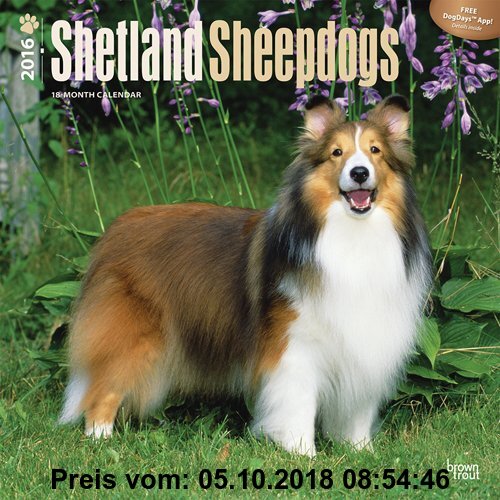 Gebr. - Shetland Sheepdogs 2016 - Shelties - 18-Monatskalender mit freier DogDays-App: Original BrownTrout-Kalender [Mehrsprachig] [Kalender] (Wall-Ka