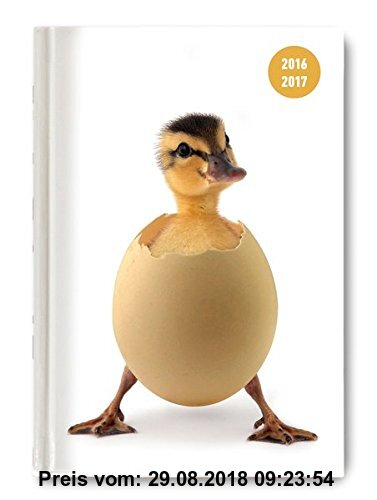 Gebr. - Collegetimer Pocket Chick 2016/2017 - Schülerkalender A6 - Day By Day - 352 Seiten